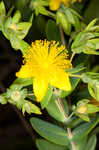 Myrtleleaf St. Johnswort